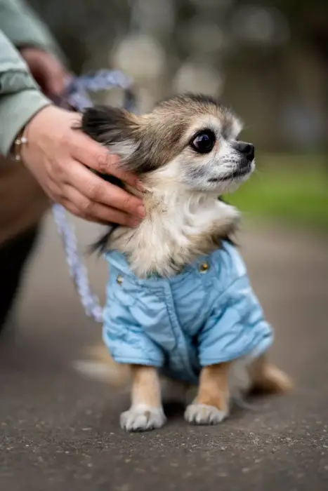 Mascota con chaleco azul